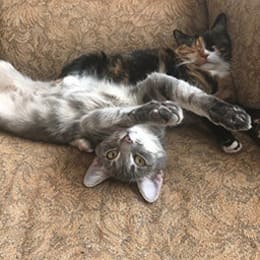 Petsitters