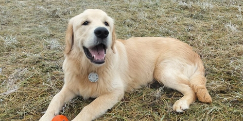 Blog Petsitters