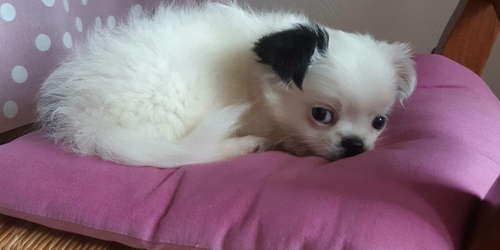 Blog Petsitters